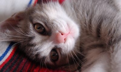 A snuggle with a pet could help lift your mood